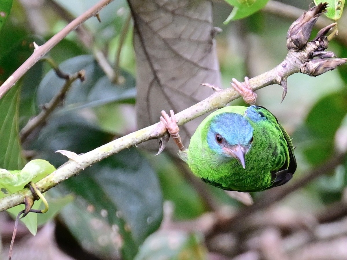 Blue Dacnis - ML642198394