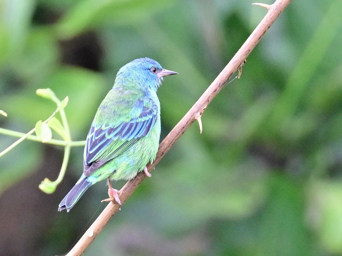 Blue Dacnis - ML642198395
