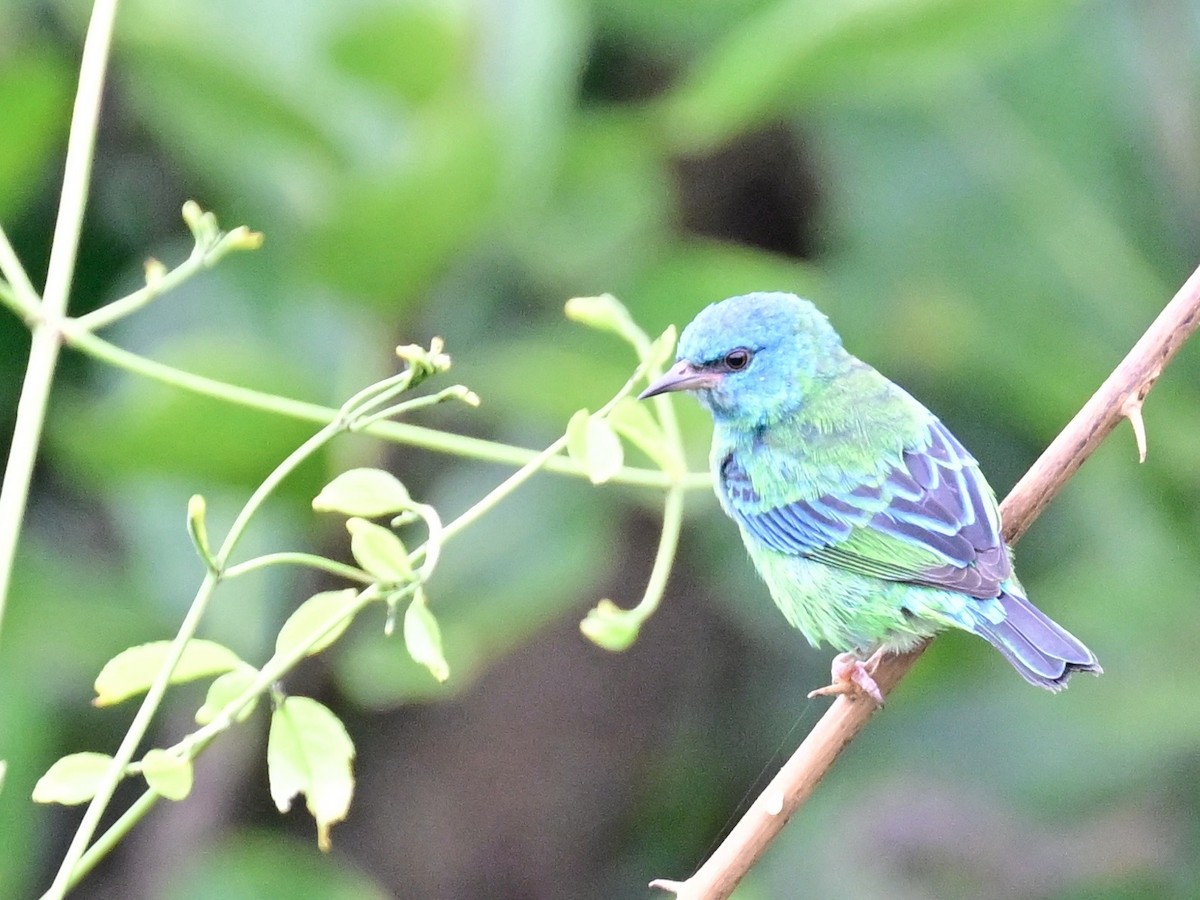 Blue Dacnis - ML642198396