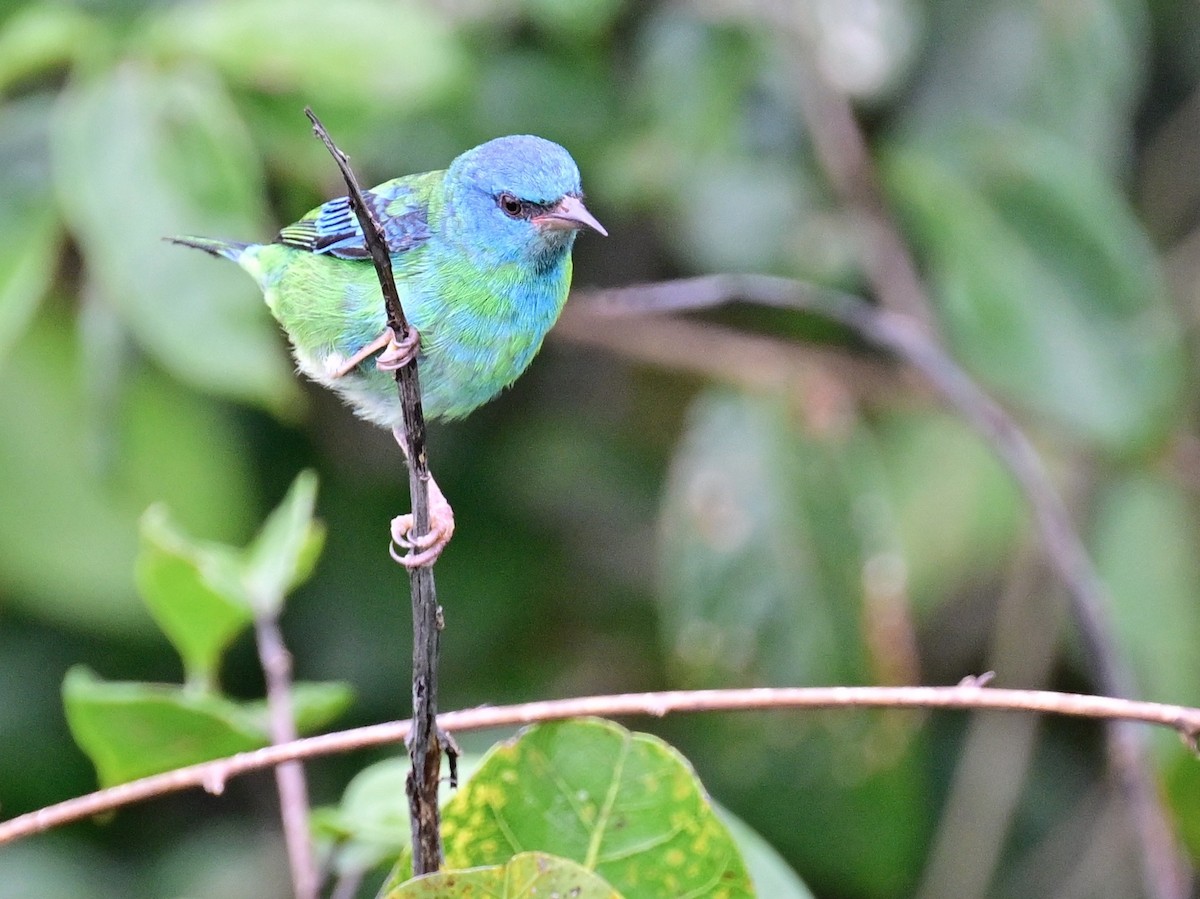 Blue Dacnis - ML642198397