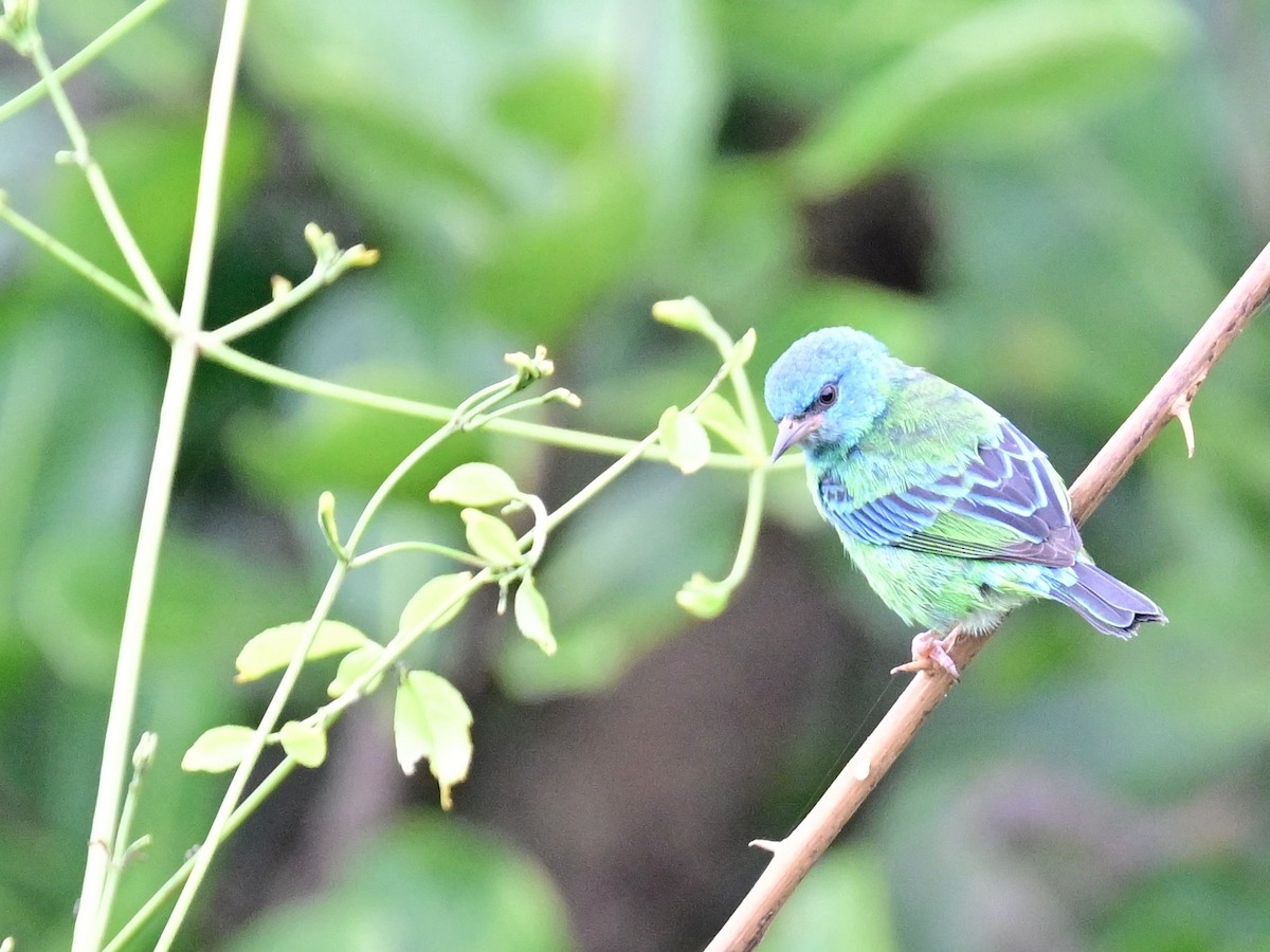 Blue Dacnis - ML642198398