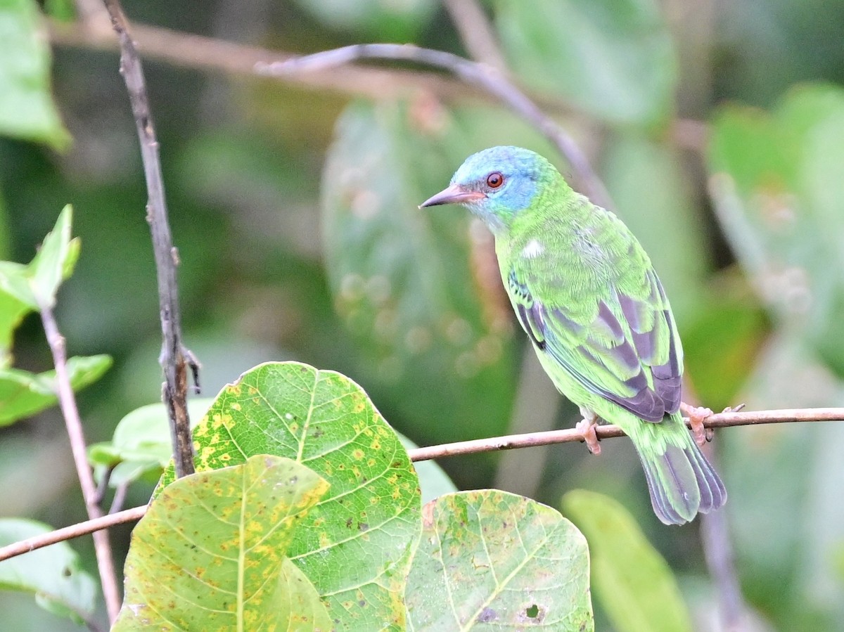 Blue Dacnis - ML642198399