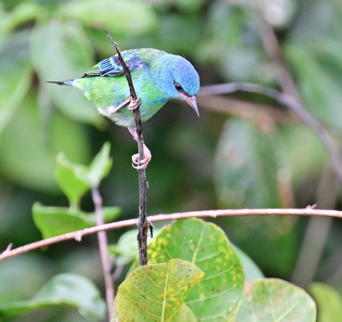 Blue Dacnis - ML642198400