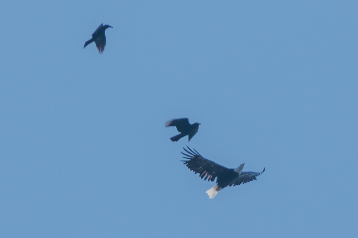 Bald Eagle - ML642198411