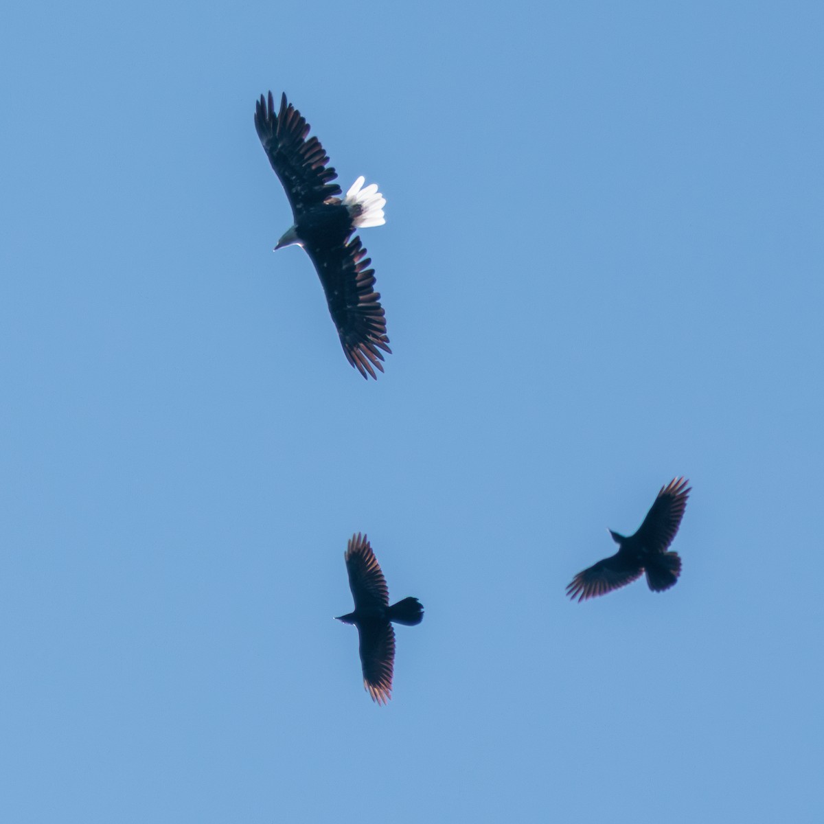 Bald Eagle - ML642198413