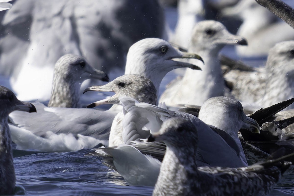 American Herring Gull - ML642198423