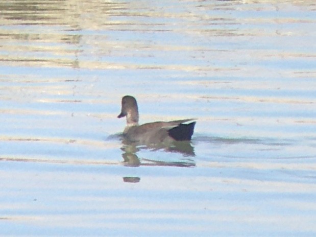 Gadwall - ML642198453