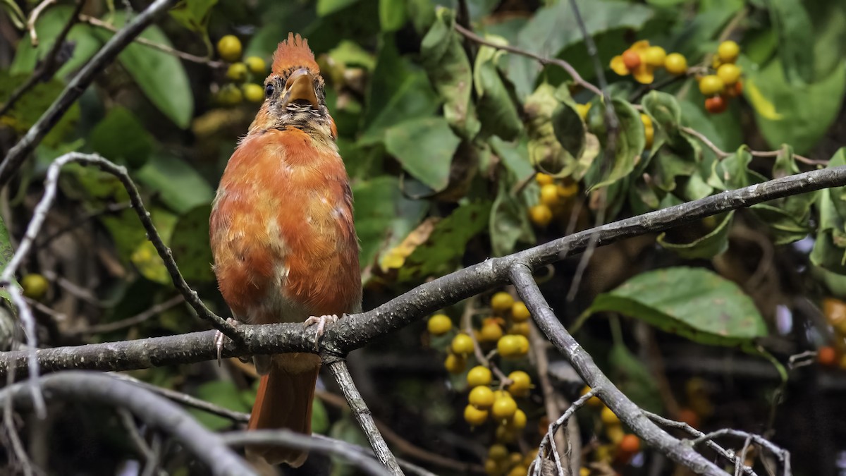 Northern Cardinal - ML642198454