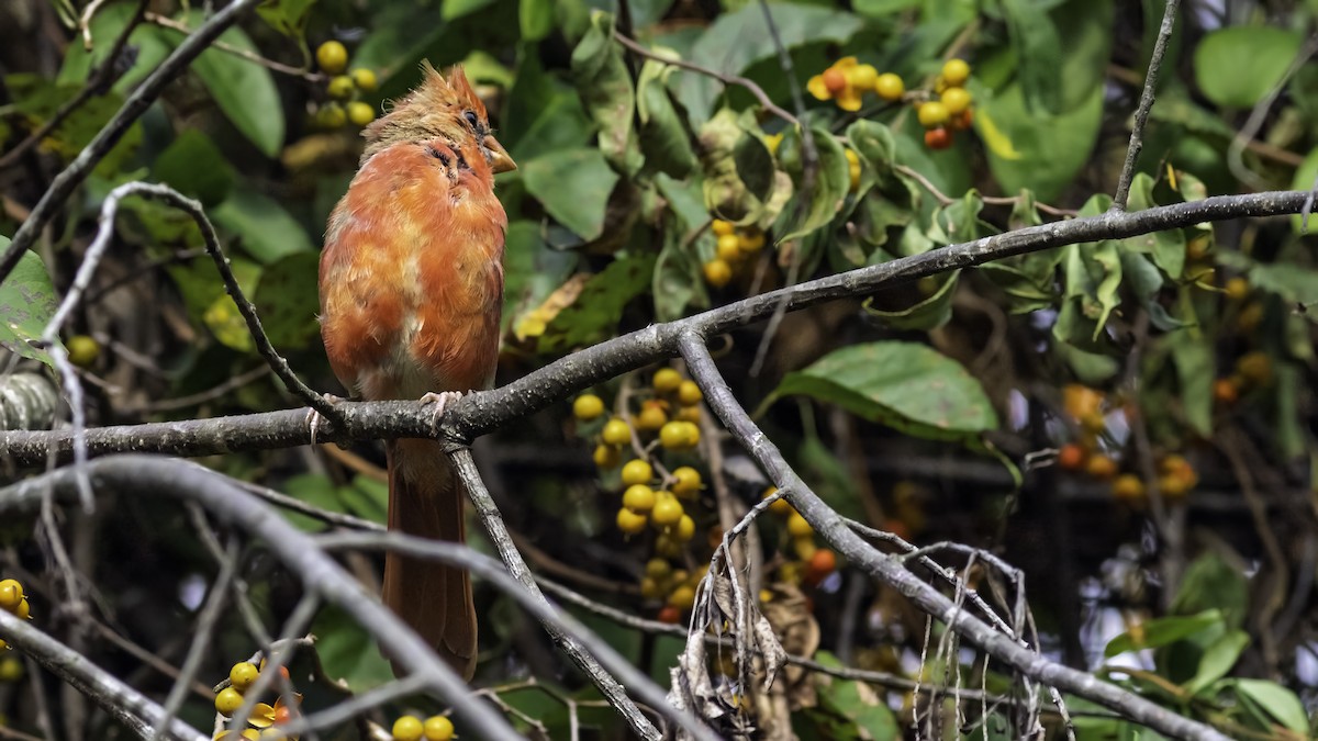 Northern Cardinal - ML642198459