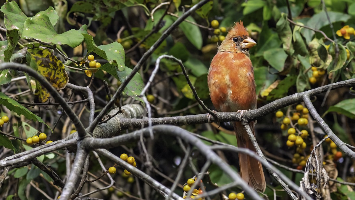 Northern Cardinal - ML642198460