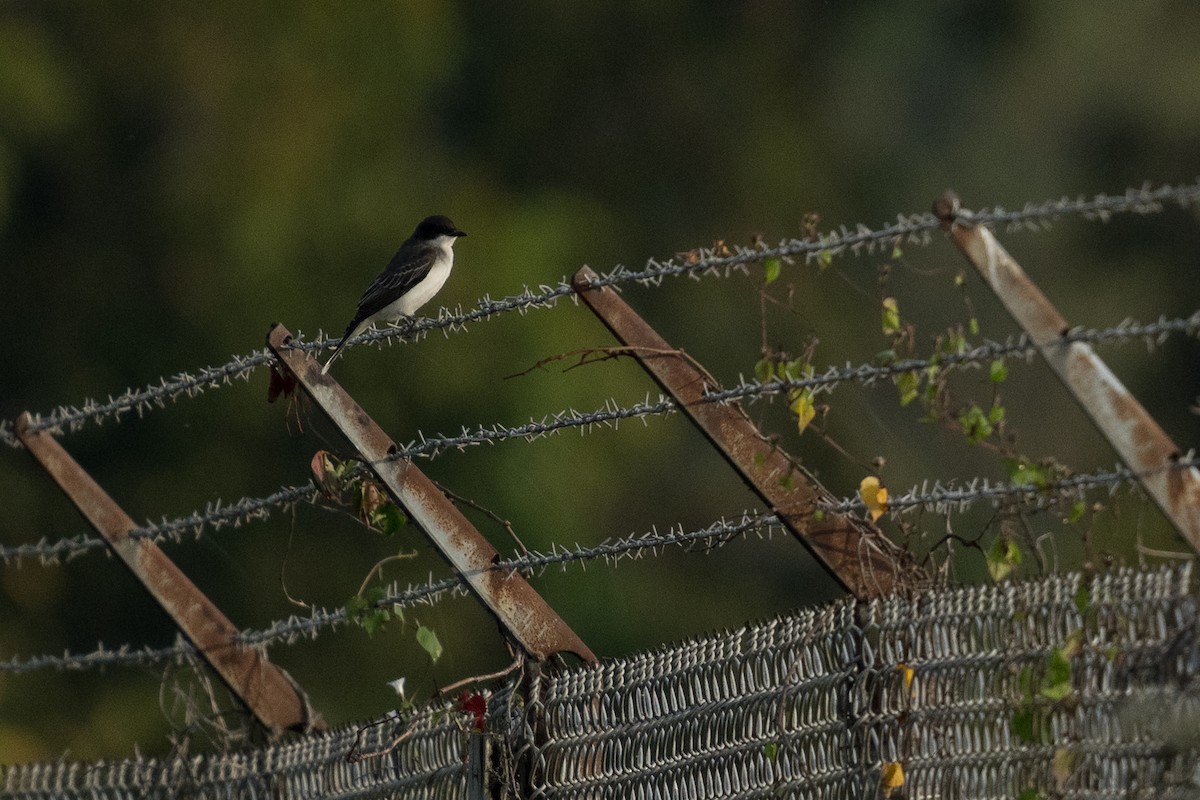 Eastern Kingbird - ML642198468