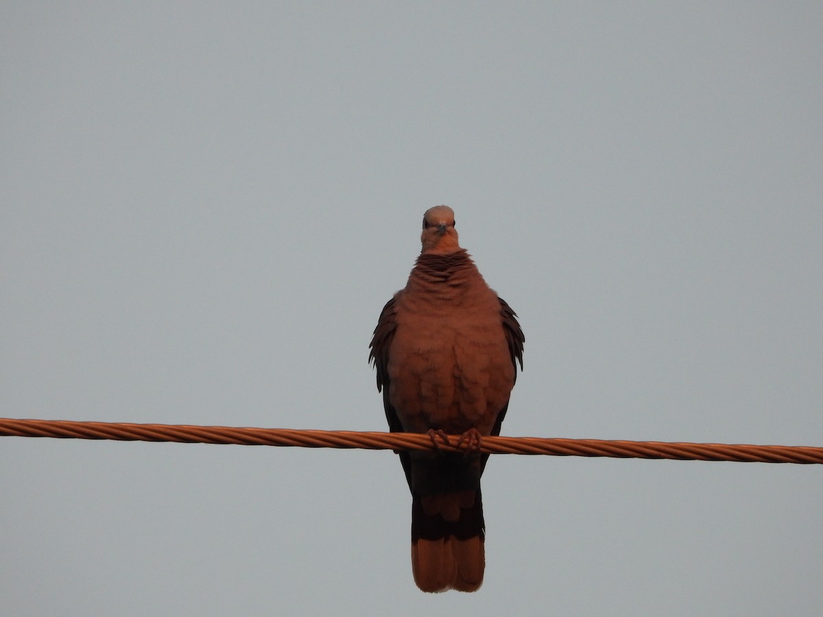 Red-eyed Dove - ML642198480
