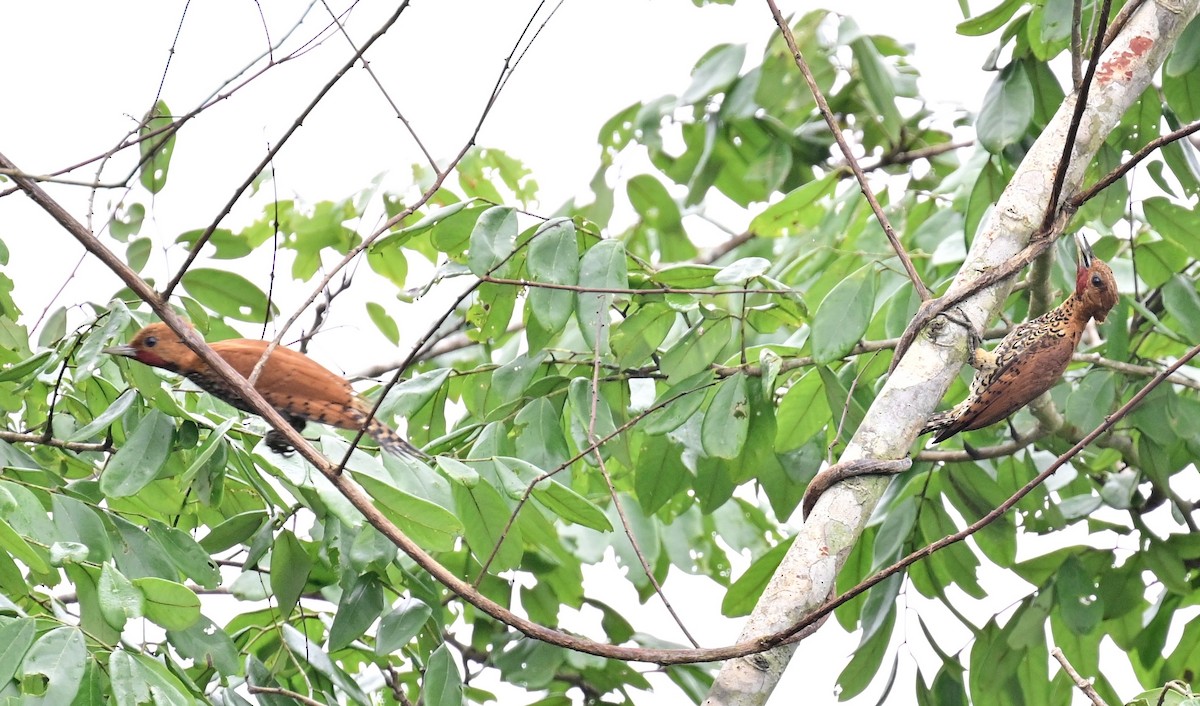 Cinnamon Woodpecker - ML642198517