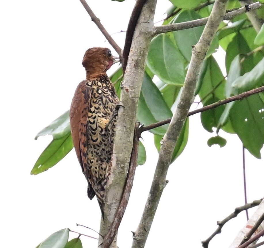Cinnamon Woodpecker - ML642198518