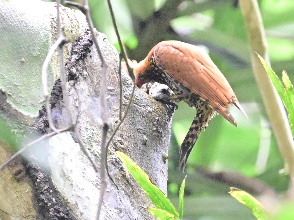 Cinnamon Woodpecker - ML642198521