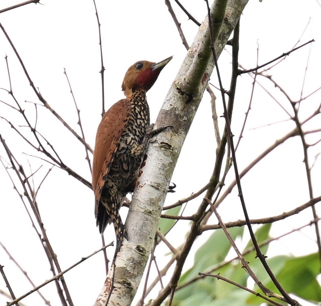 Cinnamon Woodpecker - ML642198522