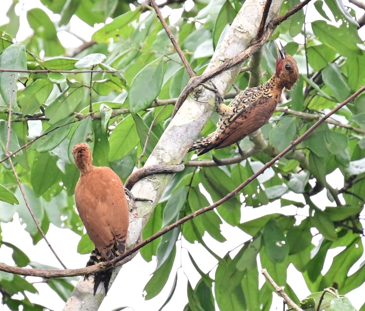 Cinnamon Woodpecker - ML642198523