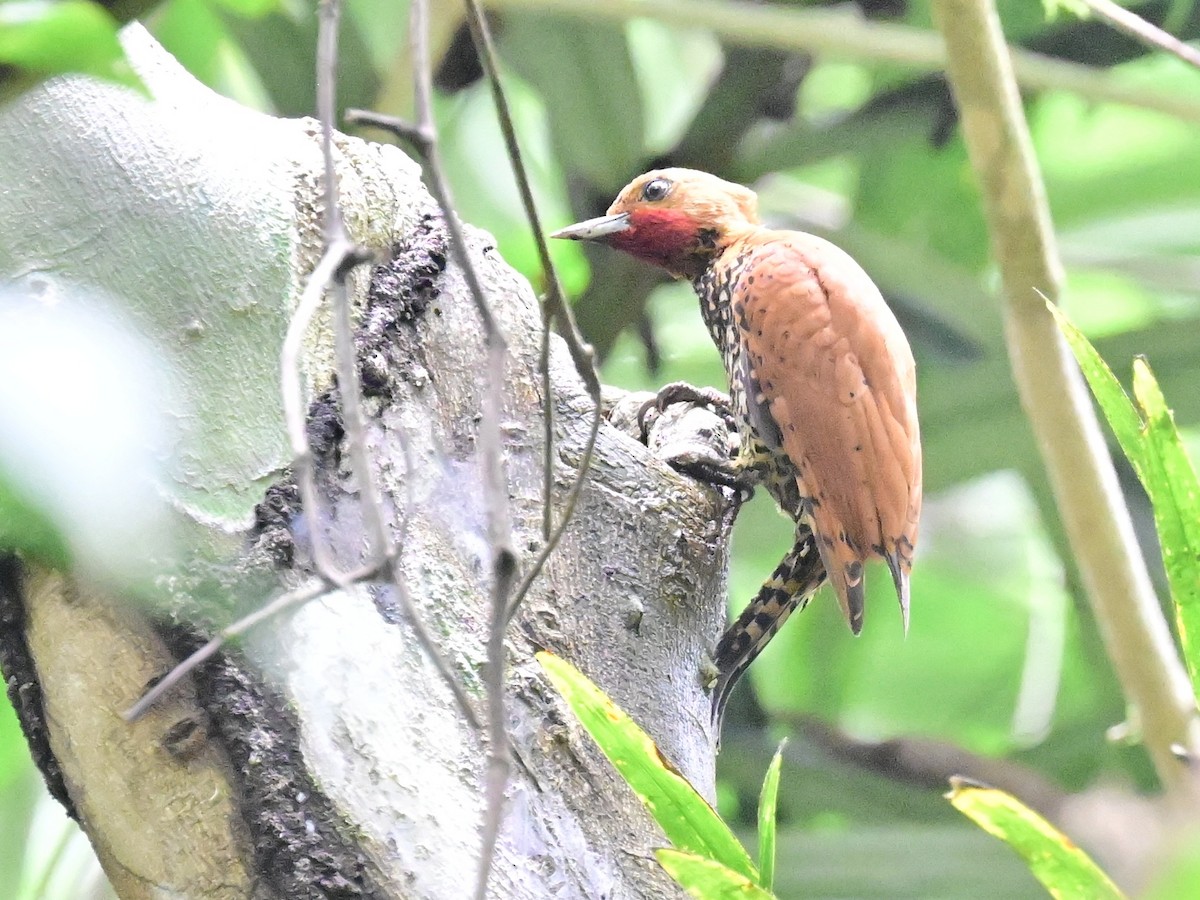 Cinnamon Woodpecker - ML642198524