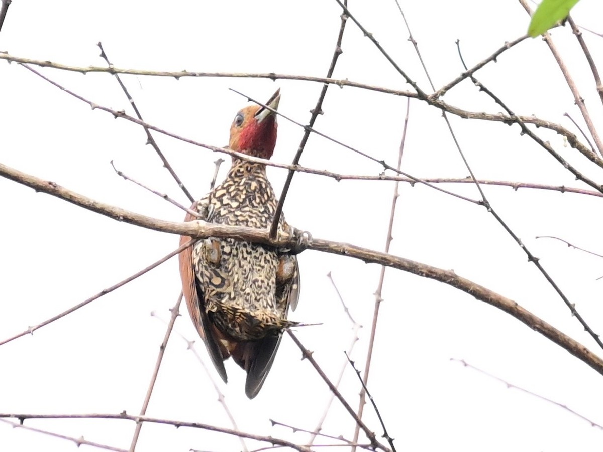 Cinnamon Woodpecker - ML642198525