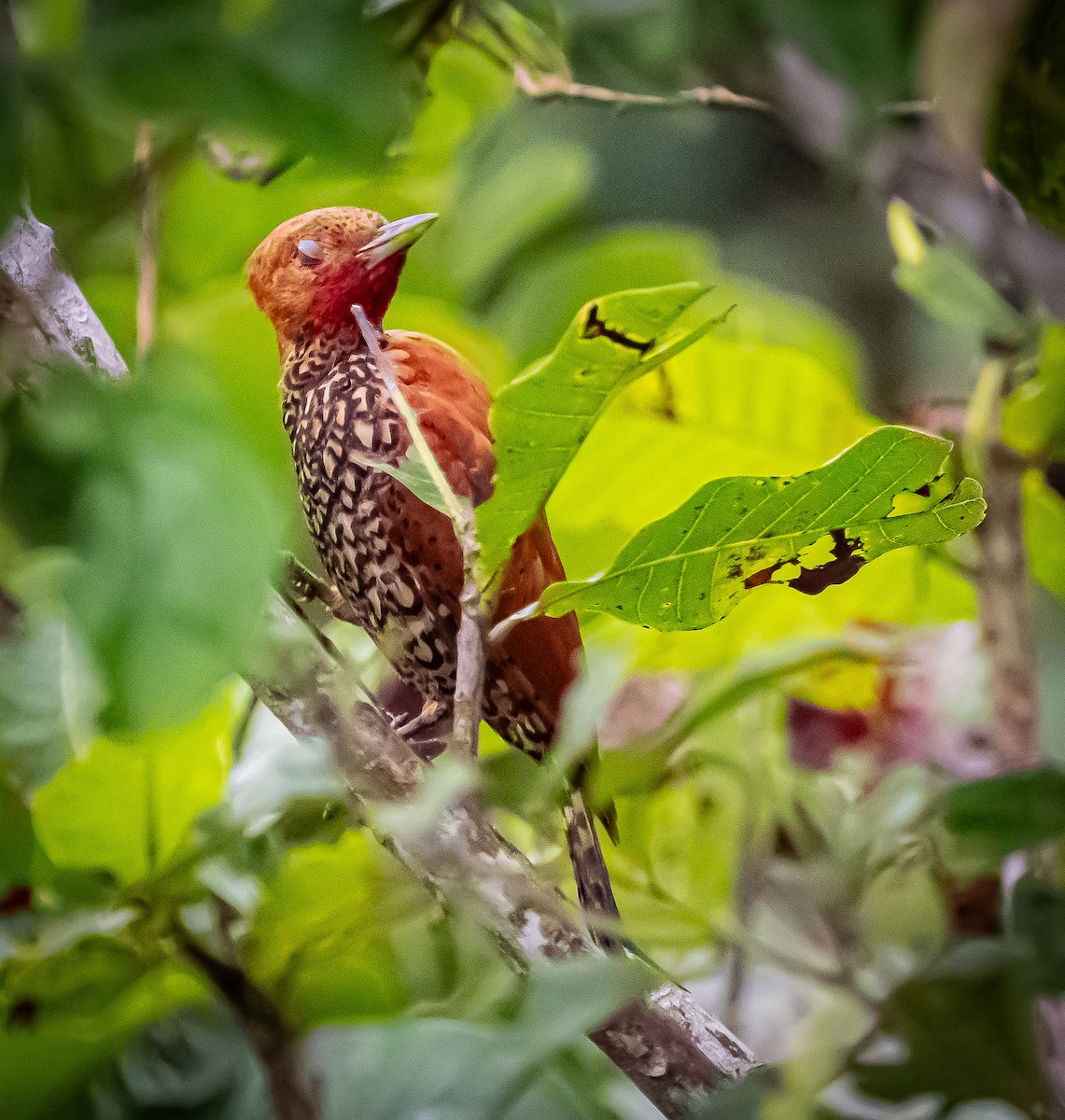 Cinnamon Woodpecker - ML642198526