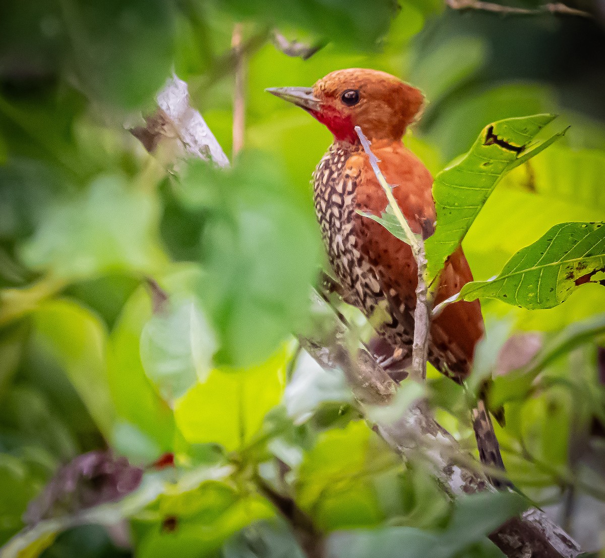 Cinnamon Woodpecker - ML642198527