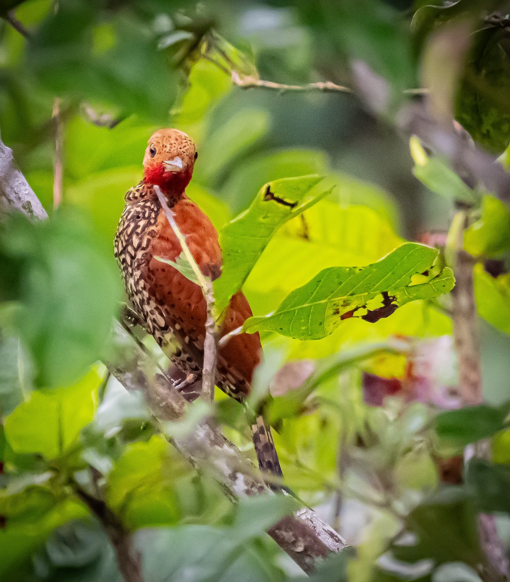 Cinnamon Woodpecker - ML642198528
