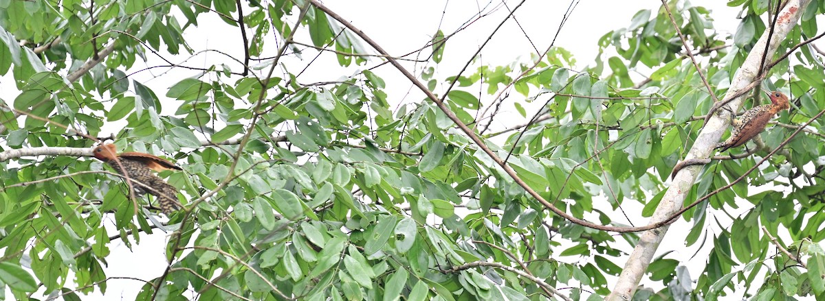 Cinnamon Woodpecker - ML642198529