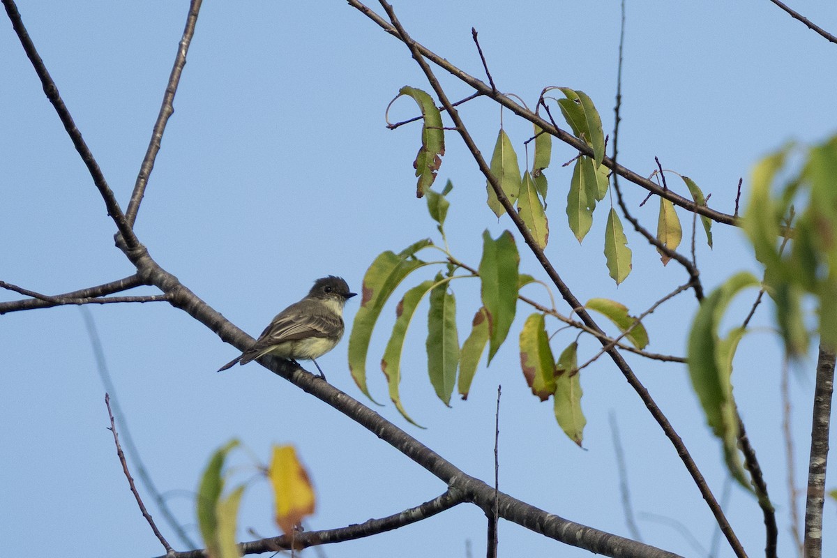Eastern Phoebe - ML642198530