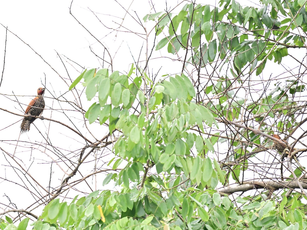 Cinnamon Woodpecker - ML642198531