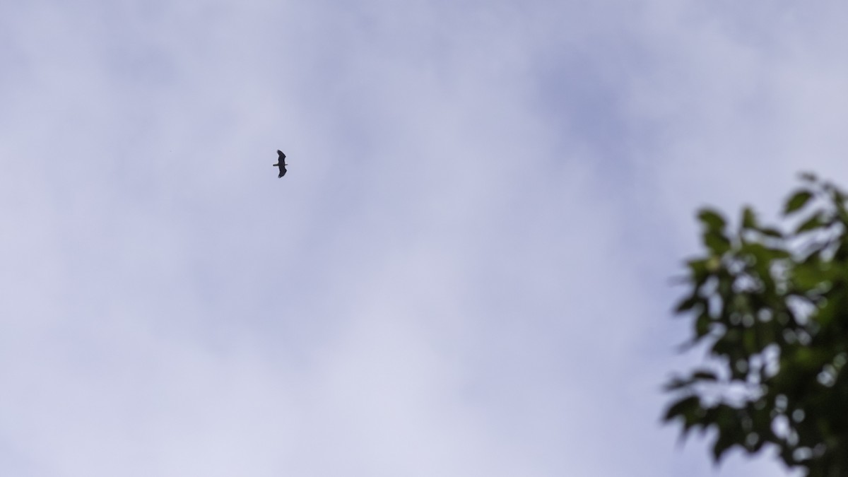 Bald Eagle - ML642198536
