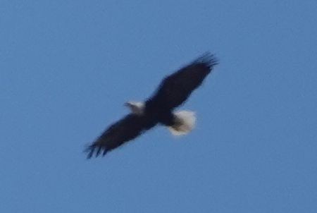 Bald Eagle - ML642198544