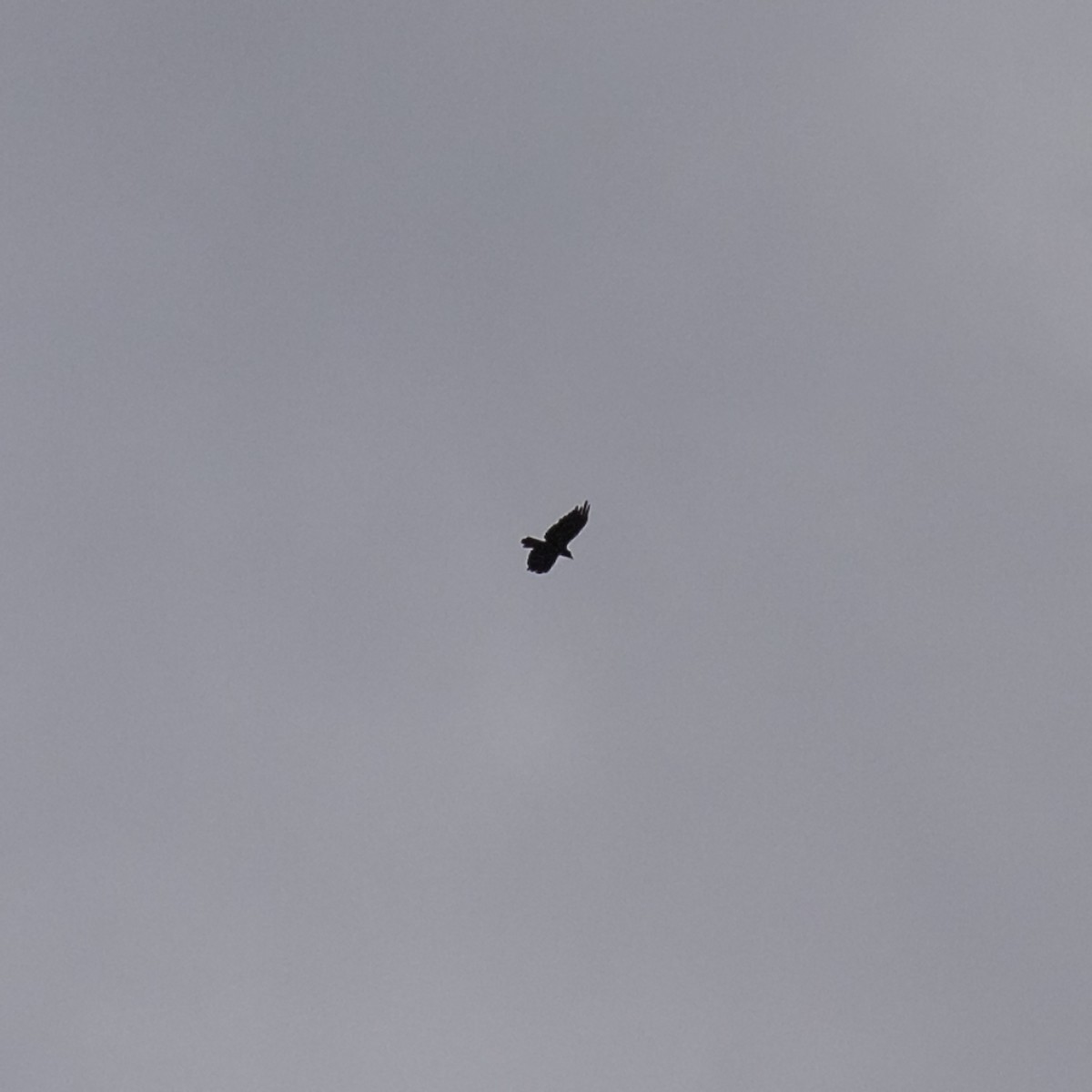 Fish Crow - ML642198546