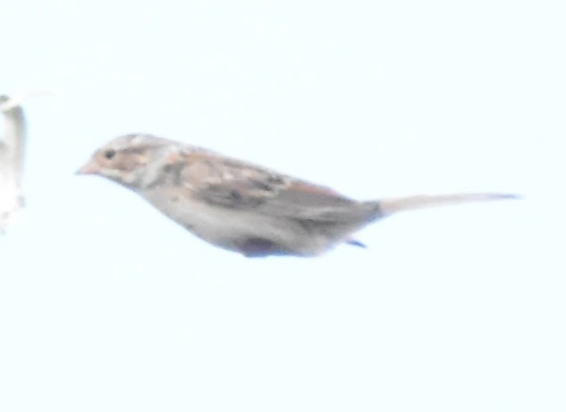 Spizella sp. - ML642198555