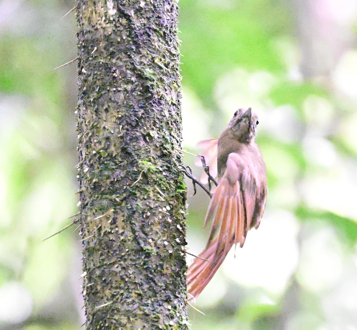 Cocoa Woodcreeper - ML642198591
