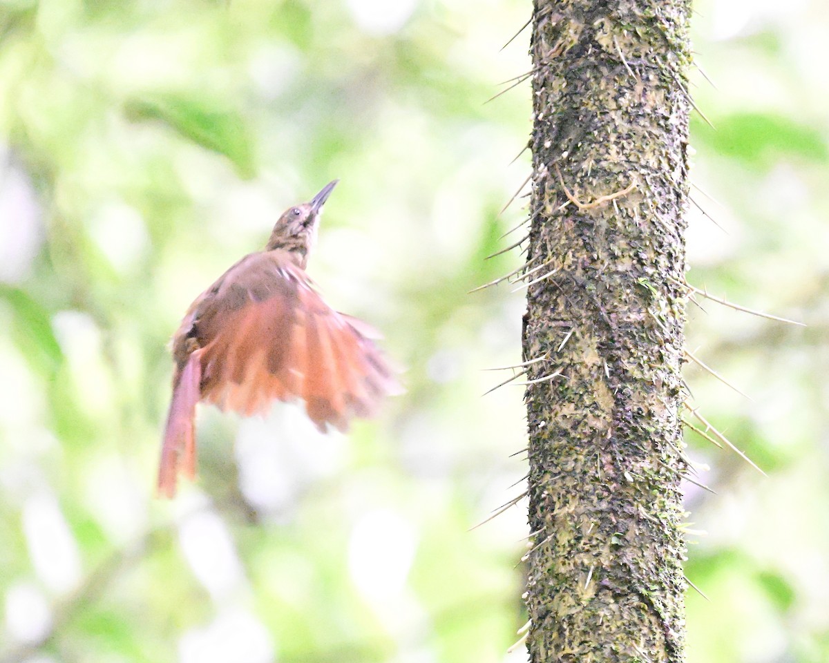 Cocoa Woodcreeper - ML642198592