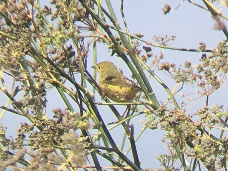 Yellow Warbler - ML642198607