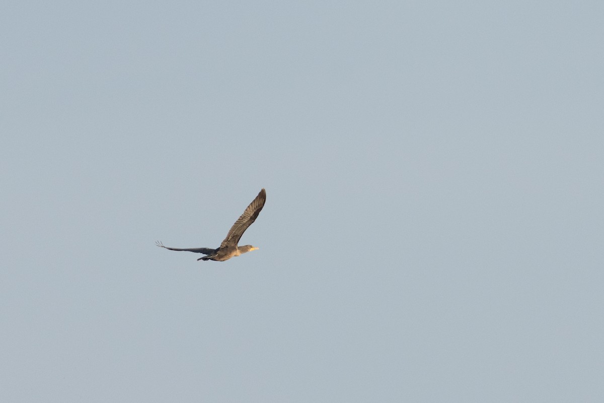 Double-crested Cormorant - ML642198618