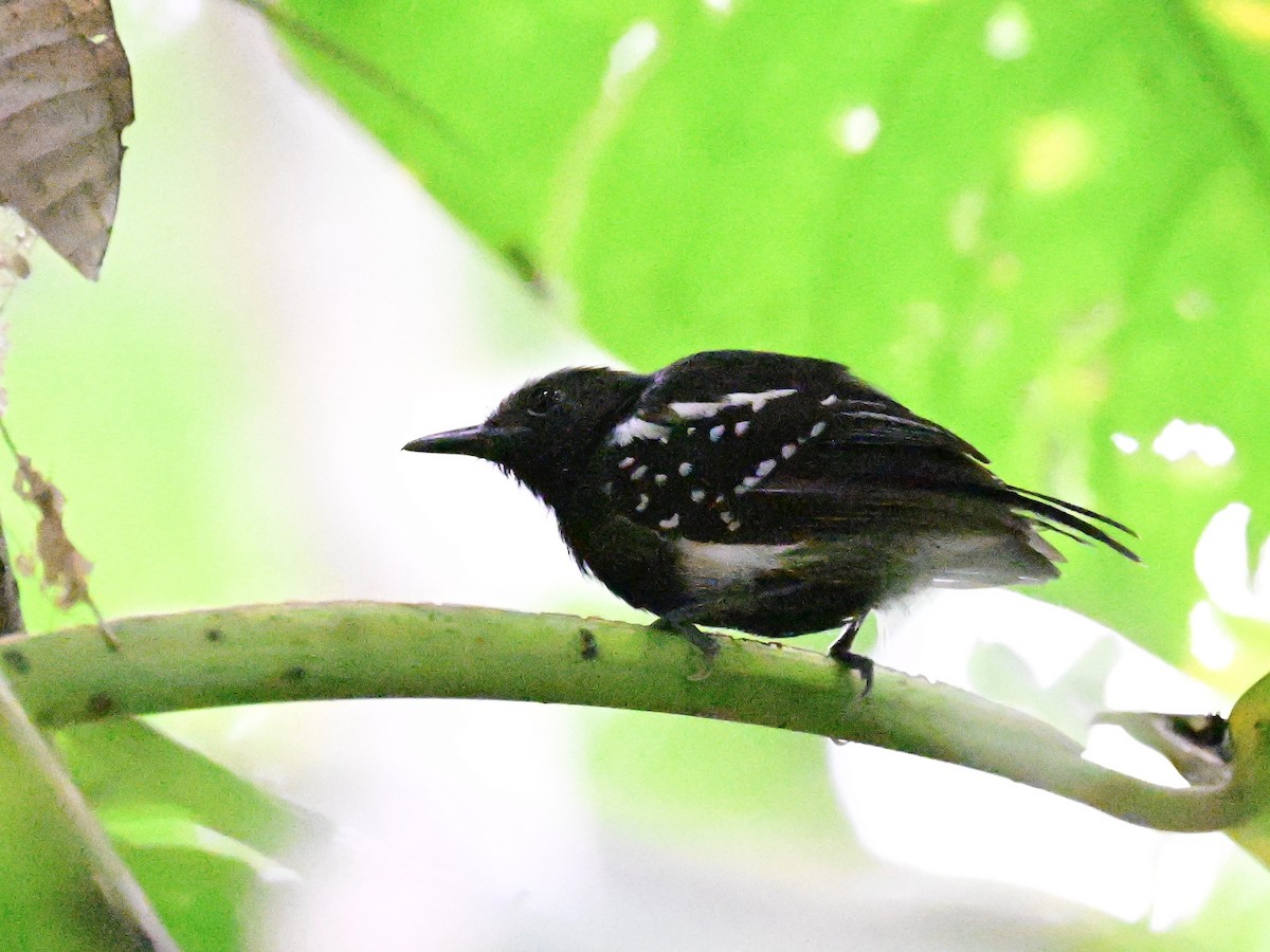 White-flanked Antwren - ML642198662