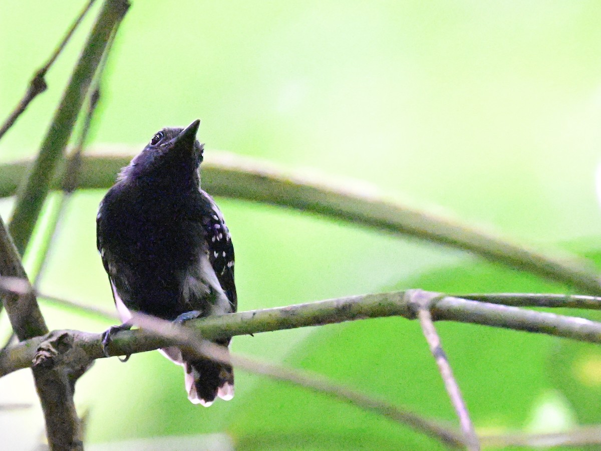 White-flanked Antwren - ML642198664