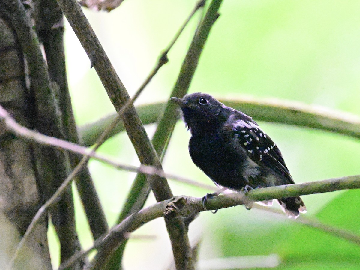 White-flanked Antwren - ML642198665