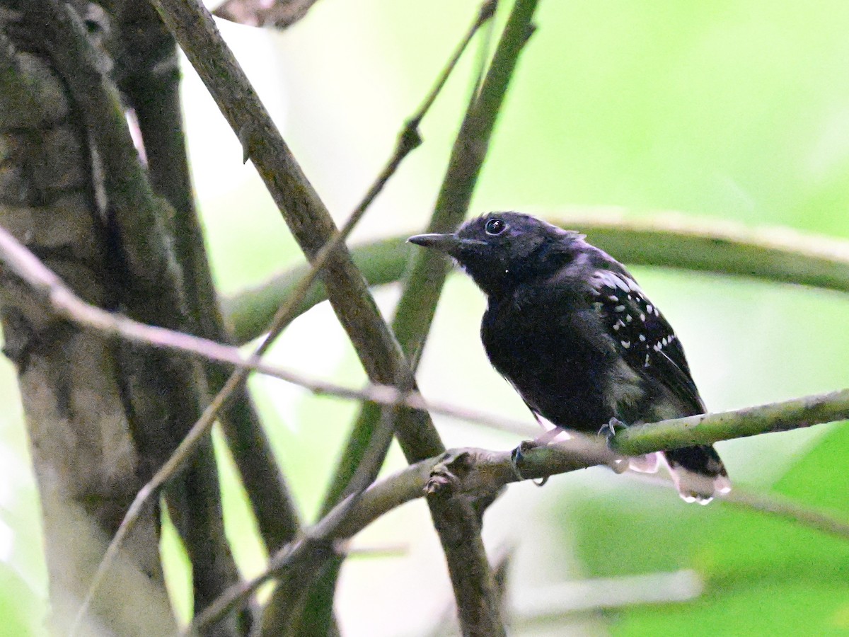 White-flanked Antwren - ML642198666