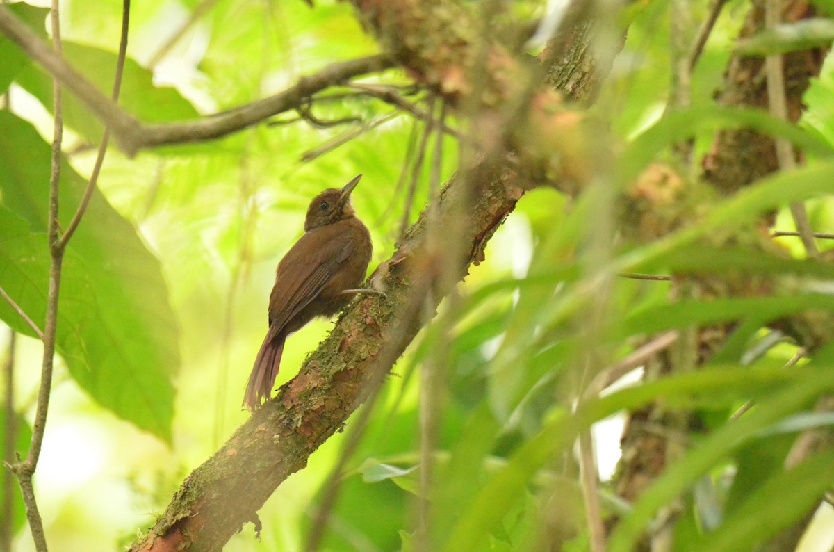 Plain-winged Woodcreeper - ML642198668