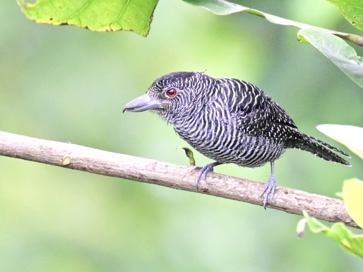 Fasciated Antshrike - ML642198673
