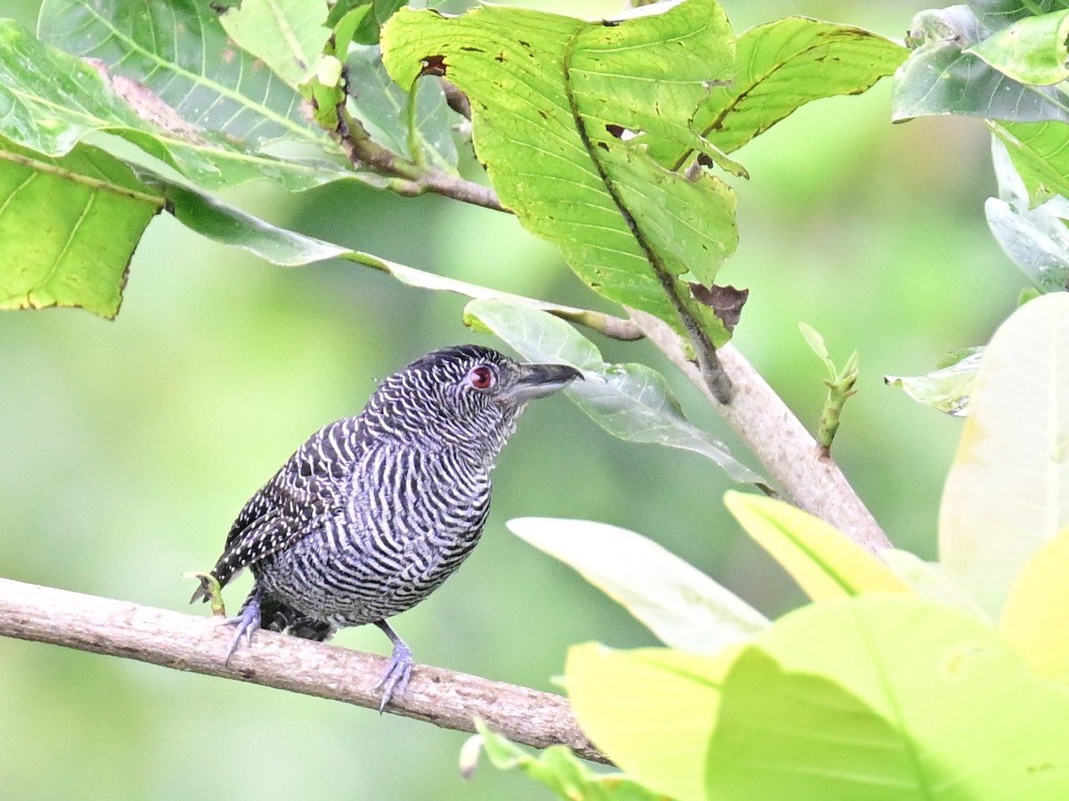 Fasciated Antshrike - ML642198674