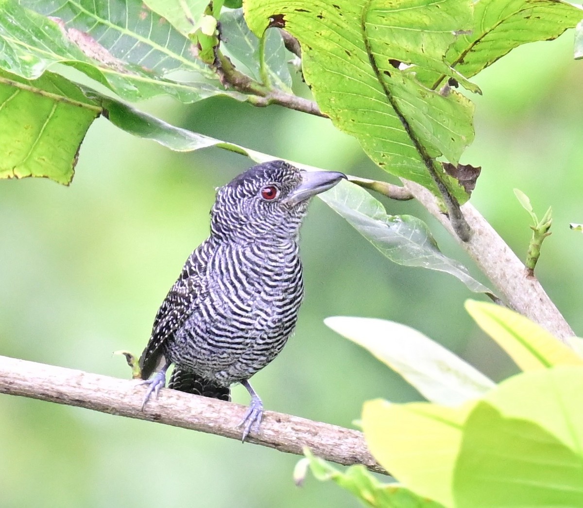 Fasciated Antshrike - ML642198675