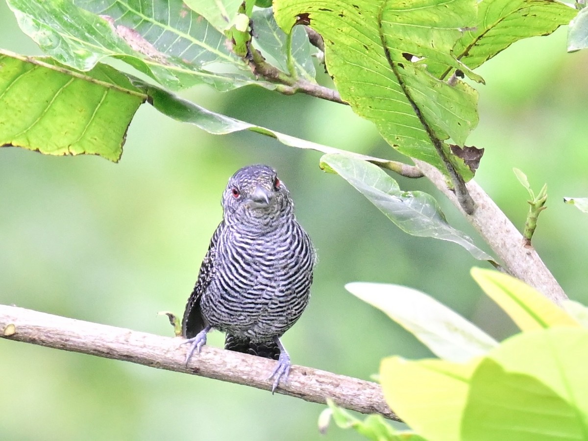Fasciated Antshrike - ML642198676