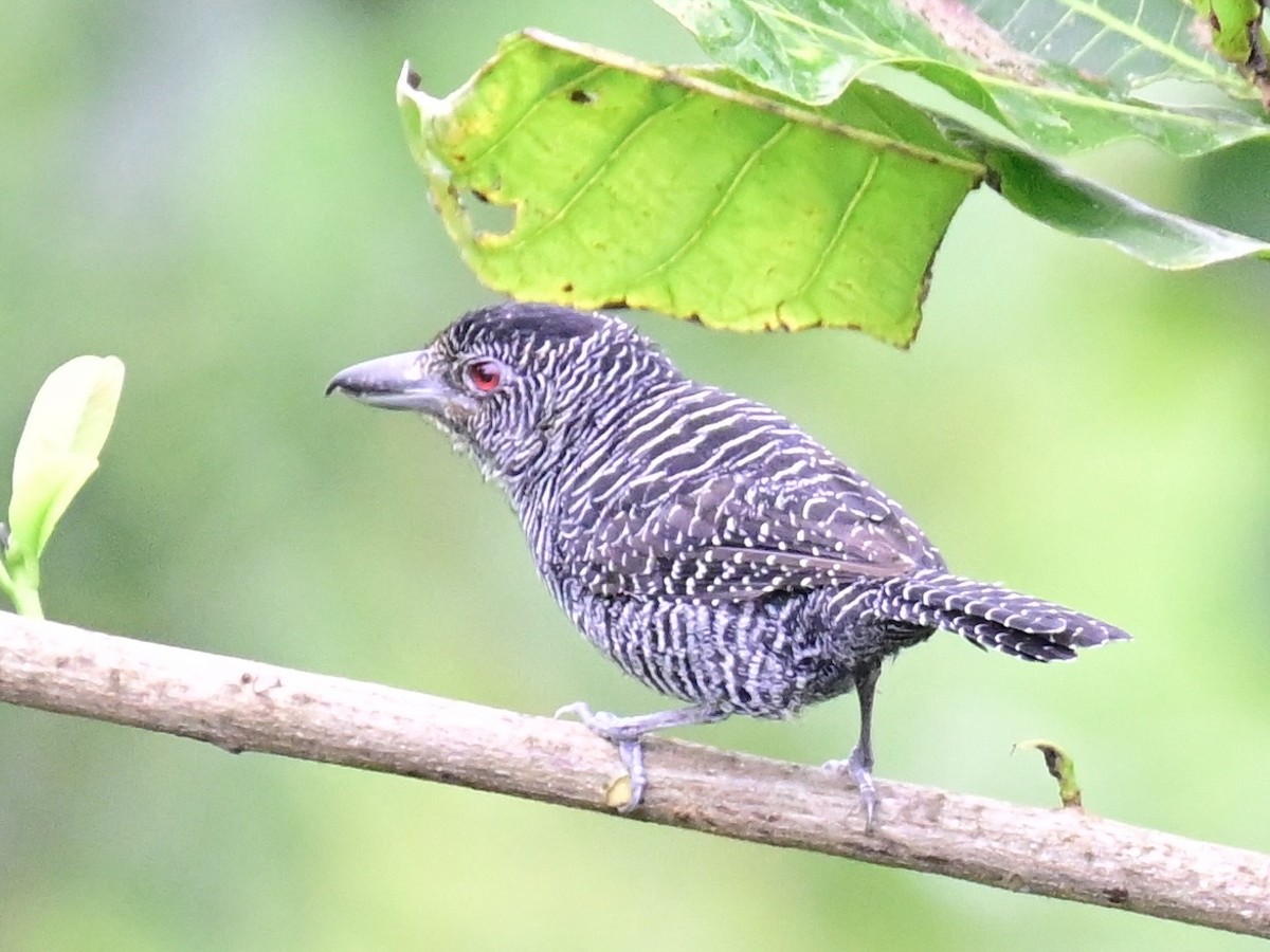 Fasciated Antshrike - ML642198677
