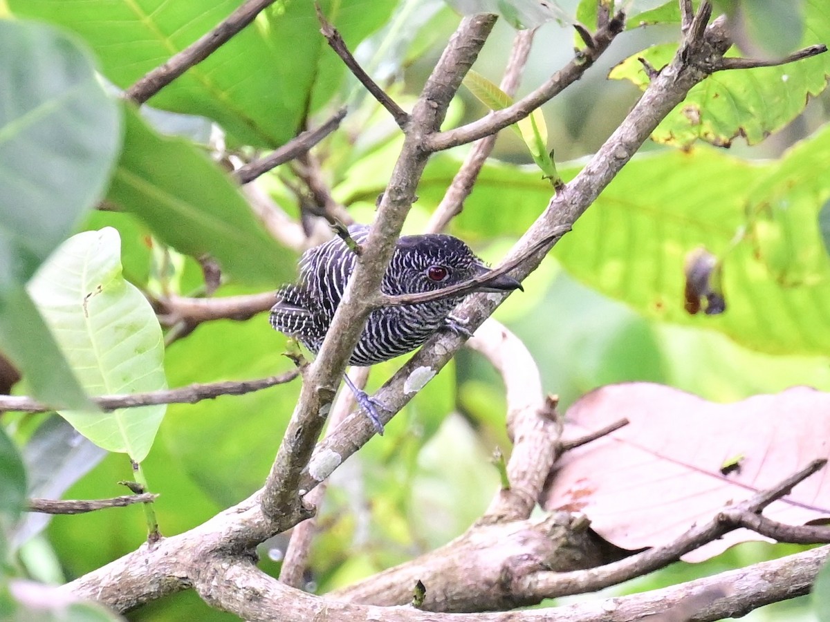 Fasciated Antshrike - ML642198678