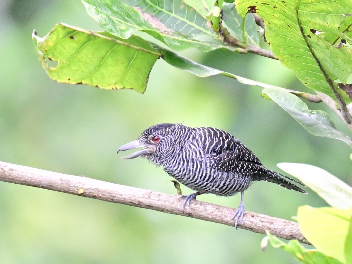 Fasciated Antshrike - ML642198679