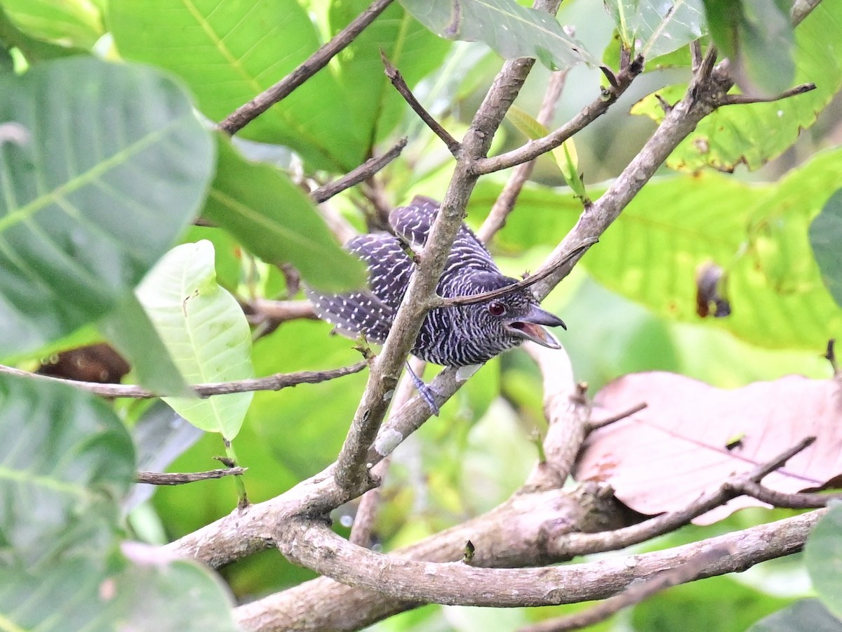 Fasciated Antshrike - ML642198680
